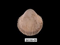 藏品(多刺鳥尾蛤)的圖片